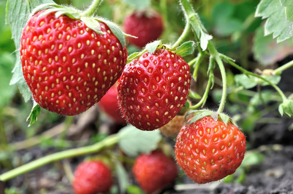 Where is Ponchatoula? Outside the busy cities, its agriculture inspires the Strawberry Festival.